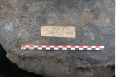 Foto (Detailansicht) von Syringodendron cyclostigma Brongniart (NHMW-GEO-2024-0188-11245)